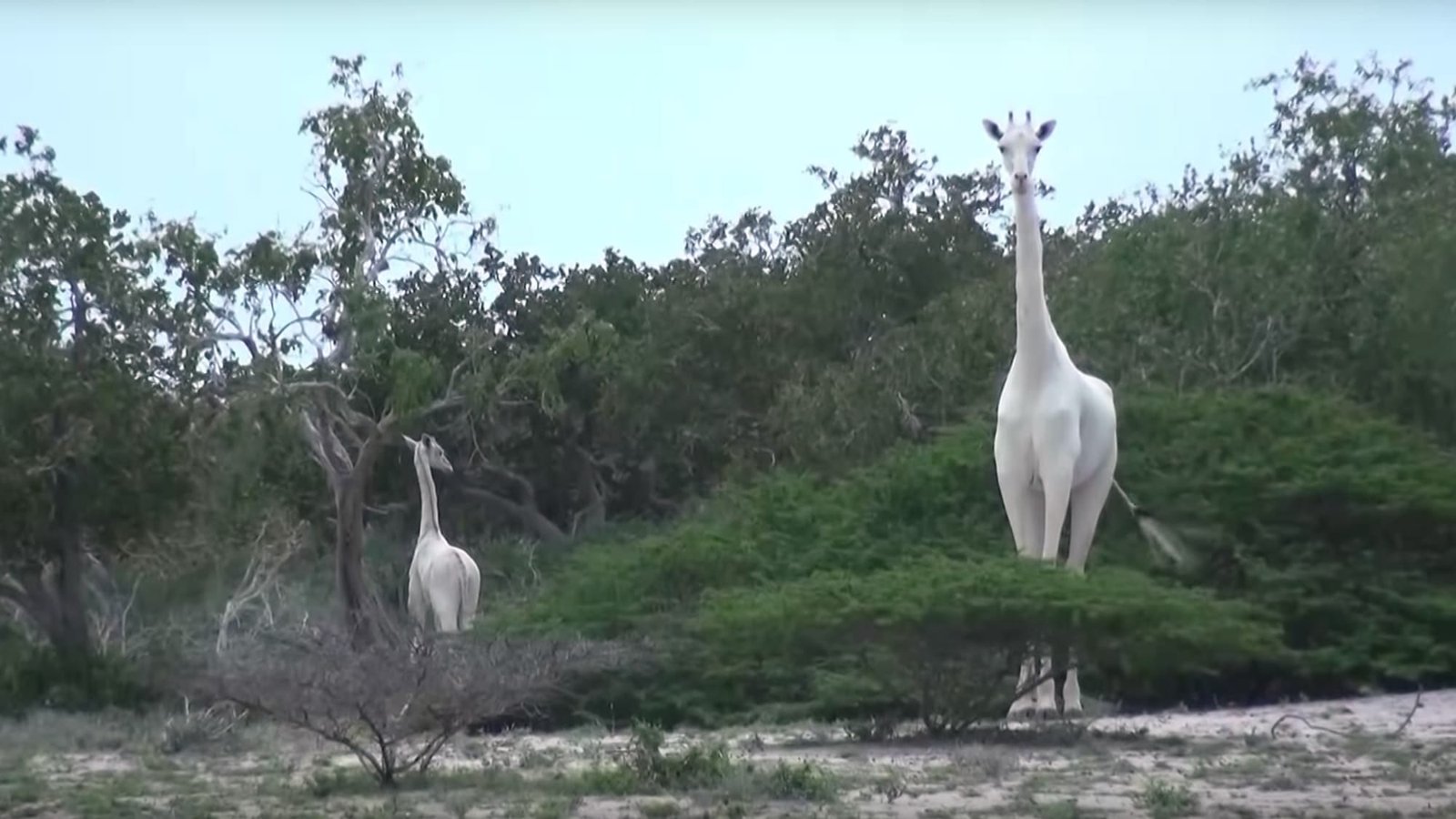 white giraffes